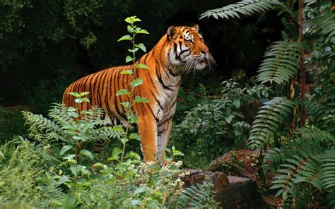 Tiger Jungle .